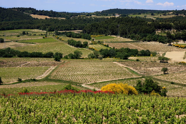 Rasteau, côté vignes