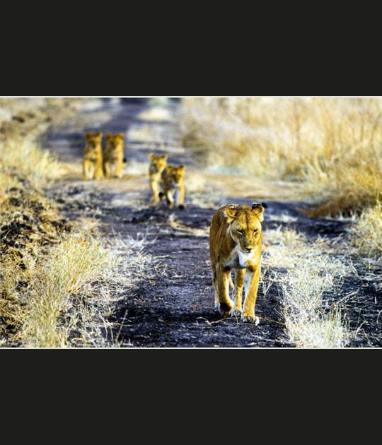 En route avec les quadrupl&eacute;s