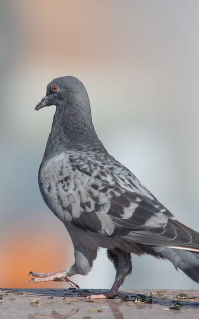Nettoyer les excr&eacute;ments d'oiseaux sur une terrasse ou un balcon