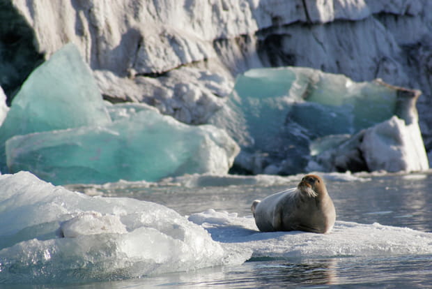 Observer les phoques