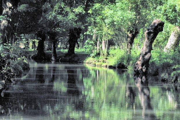 Le marais Poitevin