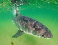 Mission spéciale : Au secours des requins