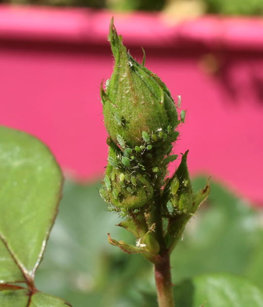 Le marc de caf&eacute; pour &eacute;liminer les pucerons