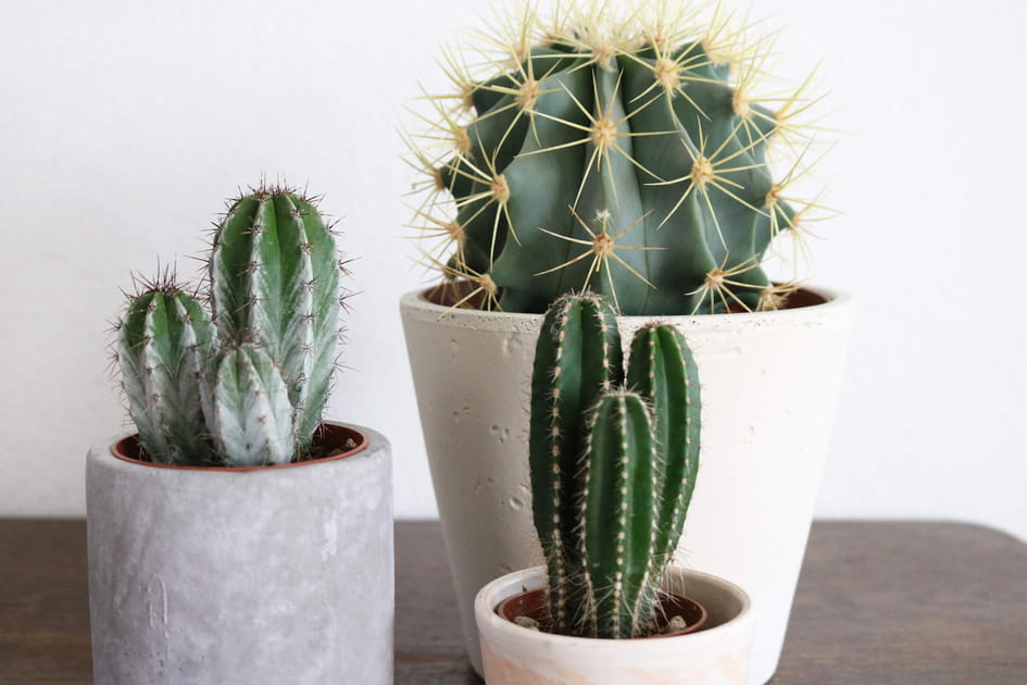 Les cactus