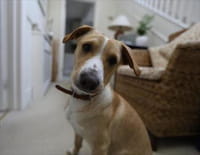 Chacun cherche son chien : Bienvenue à la maison