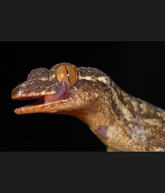 Le gecko &agrave; queue &eacute;pineuse