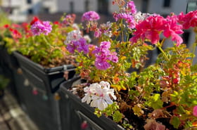 7&nbsp;plantes &agrave; rentrer pour l'hiver (et 5&nbsp;qui n'en valent pas la peine)