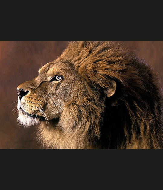 La f&eacute;rocit&eacute; l&eacute;gendaire de Romain