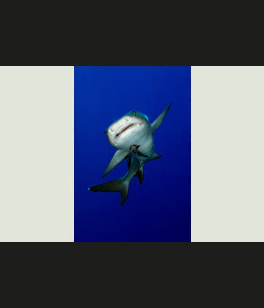 Un requin bien curieux