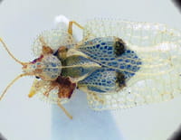 Insecticide, comment l'agrochimie a tué les insectes