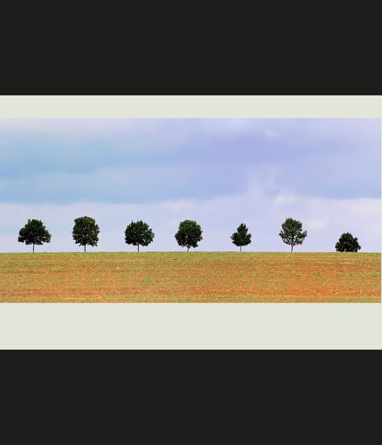 Les sept arbres