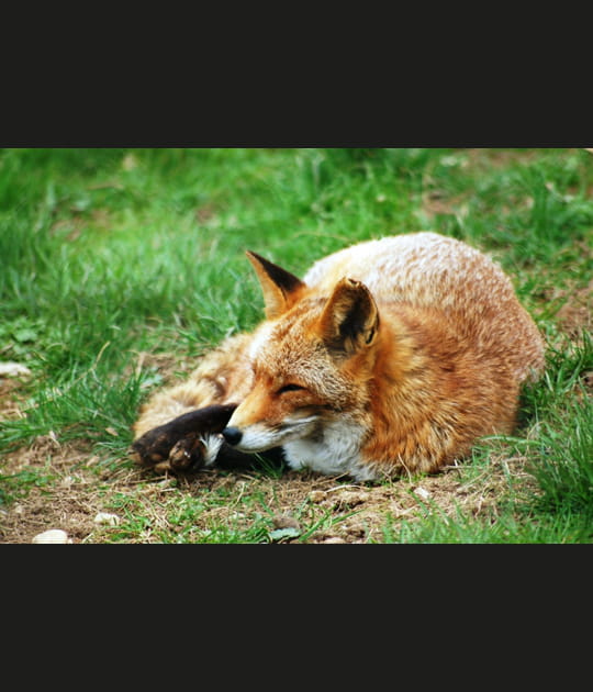 Renard