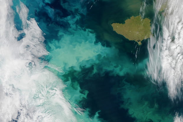 Le phytoplancto dans le détroit de Bering