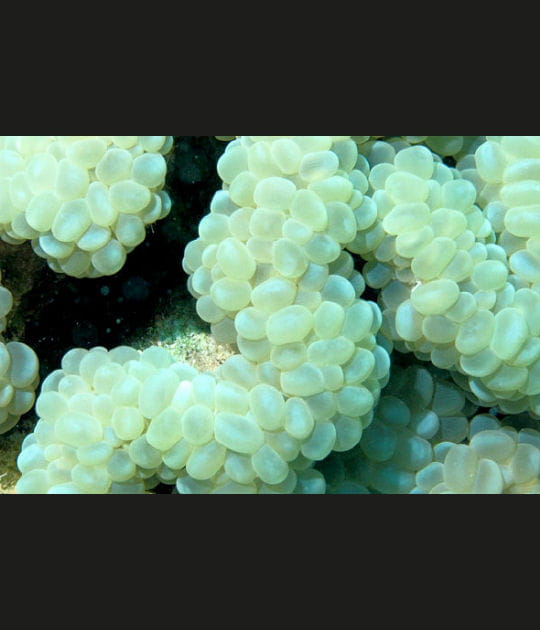 Le corail bulle