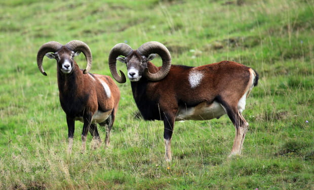 Le mouflon de Corse