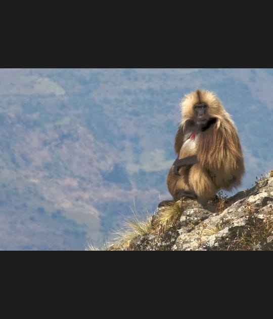 Un habitant bien particulier