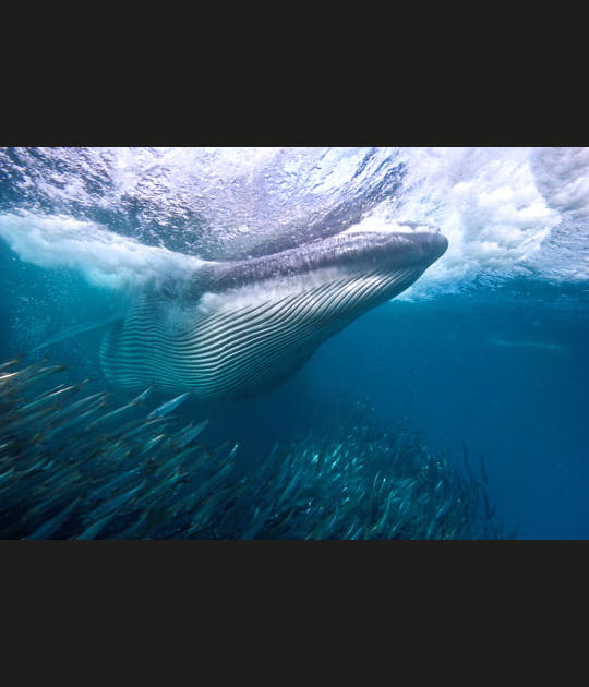 Un d&icirc;ner de baleine