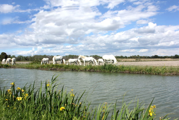Les chevaux de Camargues