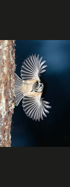 Ballet de Plumes