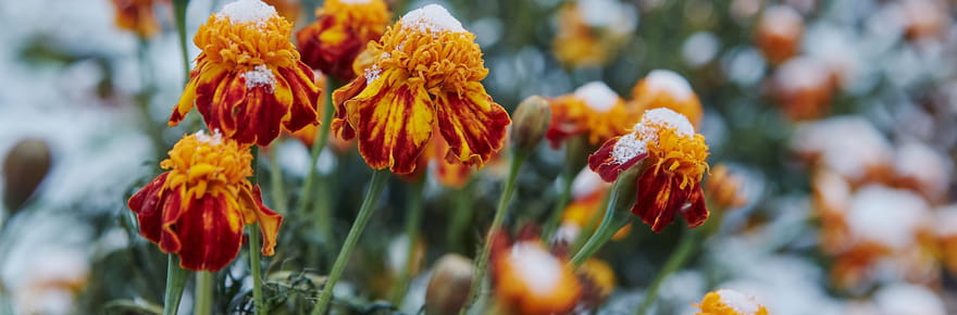 Il ne faut pas les oublier&nbsp;: ces plantes sont &agrave; arroser m&ecirc;me en hiver