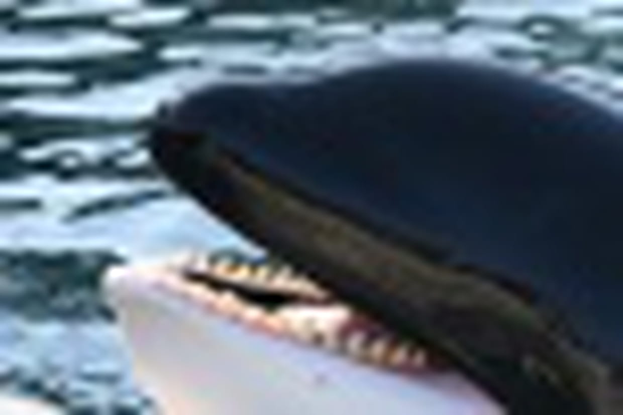 Combien De Dents A Une Orque Les dents de l'orque