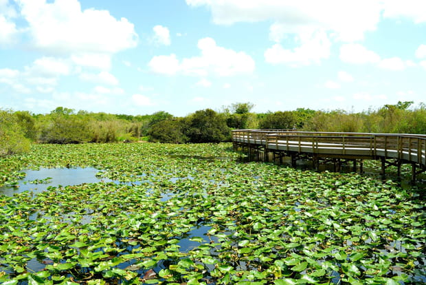 Le parc national des Everglades