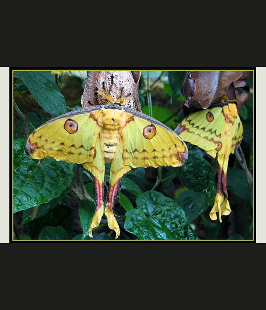 Papillons g&eacute;ants