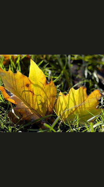 Le tapis des feuilles mortes