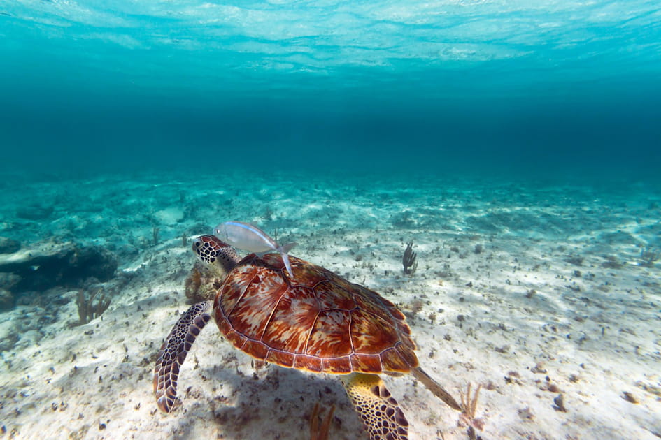 Rencontre sous-marine