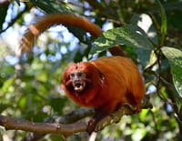Terres sauvages en danger : Brésil, le sanctuaire des tamarins lions dorés