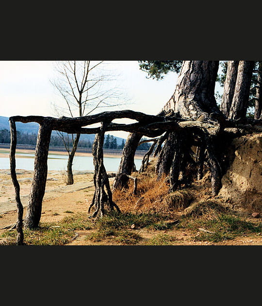 L'arbre araign&eacute;e