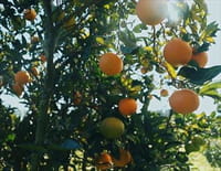 Qui a volé le goût de l'orange ?