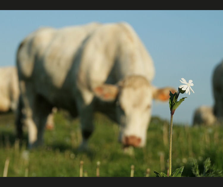 A quoi r&ecirc;vent les vaches ?