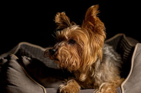 Somme. &quot;Rien ne peut le consoler...&quot; Ce qui est arriv&eacute; &agrave; ce petit chien de 14&nbsp;ans &eacute;meut les b&eacute;n&eacute;voles d'un refuge