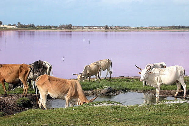 Lac Rose, Sénégal