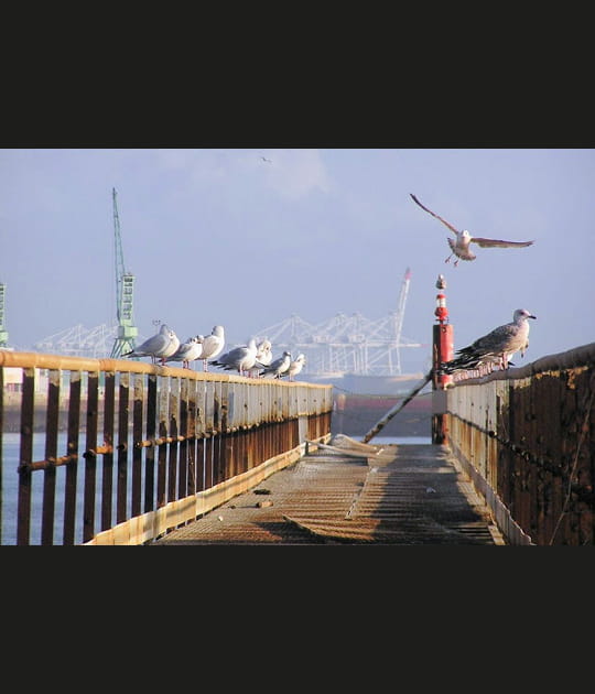 Mouettes