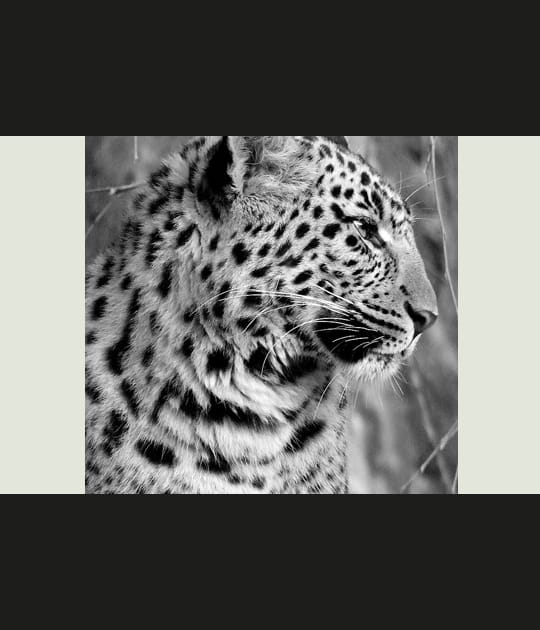 Profil
