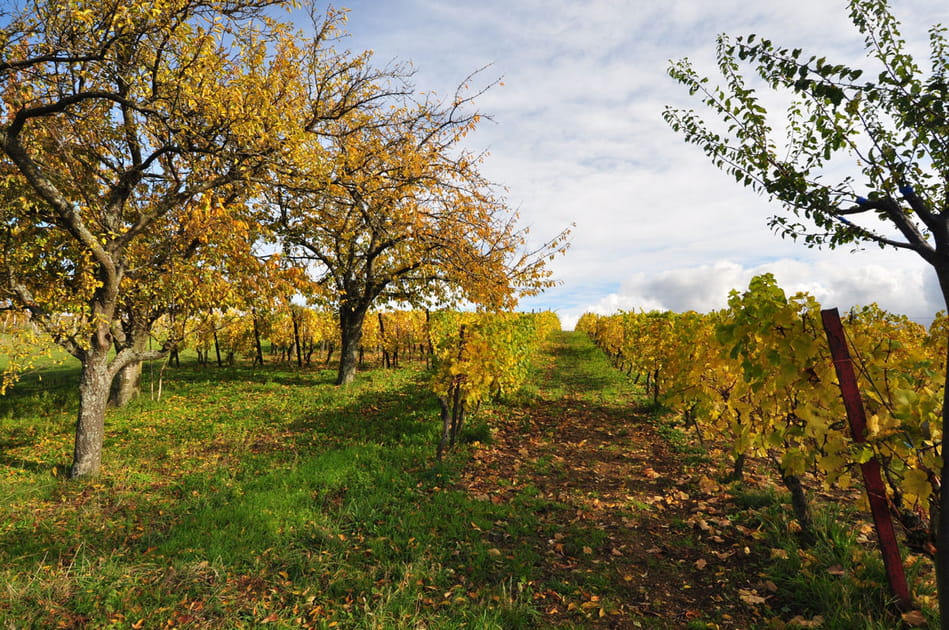 Le Parc naturel r&eacute;gional de Lorraine