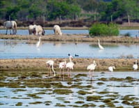 Deltas du monde : L'Ebre, le joyau vert