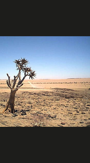 Le Biome Succulent Karoo