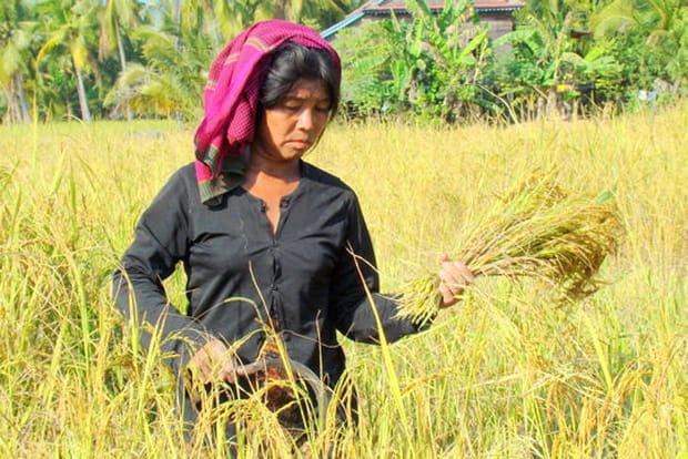Le temps des récoltes