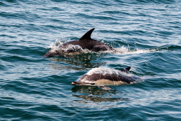 Les dauphins en Bretagne