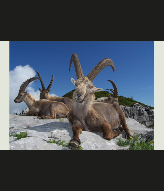 Faune de Haute-Savoie