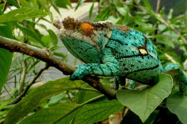 Caméléon haut en couleurs