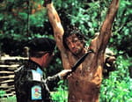 Rambo II : la mission
