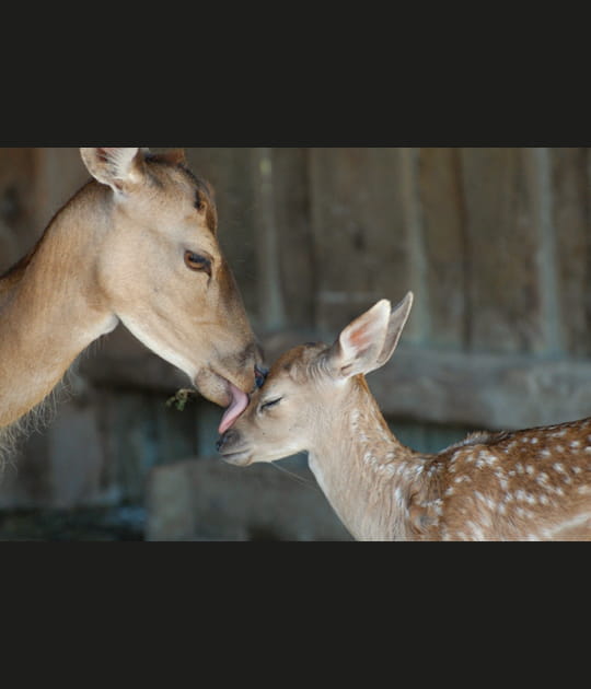 Femelle daim et son petit