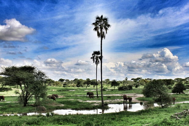 Tarangire, terre des baobabs