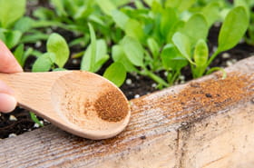 Cette &eacute;pice vaut de l'or dans le jardin&nbsp;: voici comment utiliser cette astuce de grand-m&egrave;re sur vos plantes