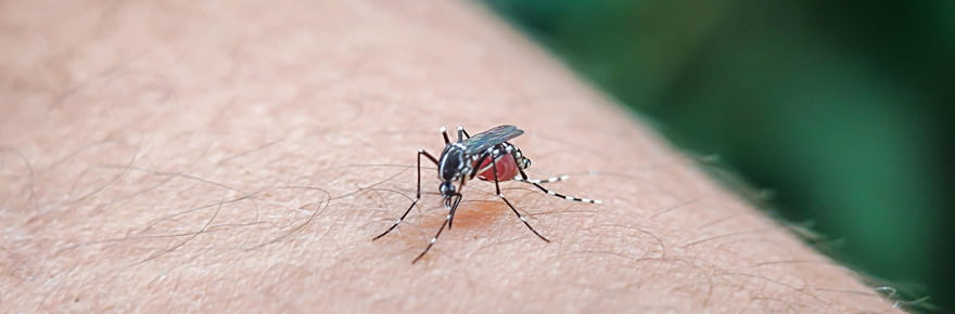 Chikungunya&nbsp;: le nombre de cas autochtones augmente fortement, la Bourgogne touch&eacute;e pour la premi&egrave;re fois