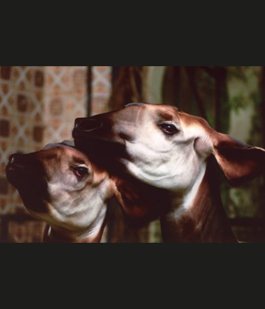 L'okapi